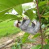 Posable Sloth - Image 5
